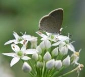 files_news_butterfly_on_flowers[b1c0f9686d1d53814ad86ef84a32faeb].jpg